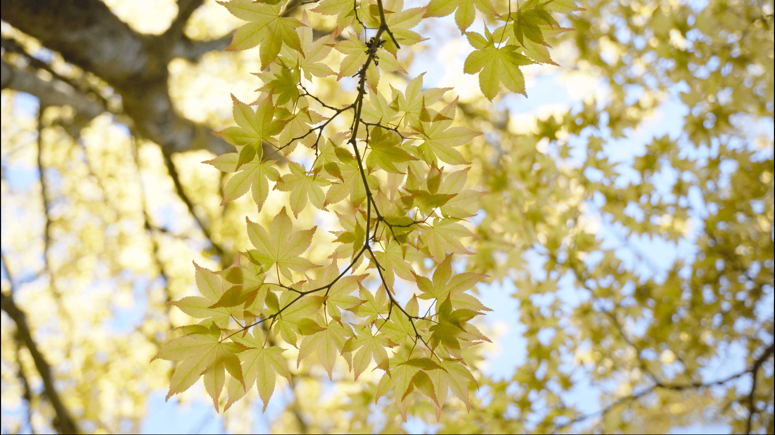 Your First Tree Reading background